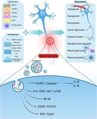 Hydrogel-encapsulated extracellular vesicles for the regeneration of spinal cord injury